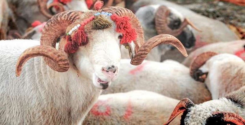 حكم الاشتراك في الأضحية