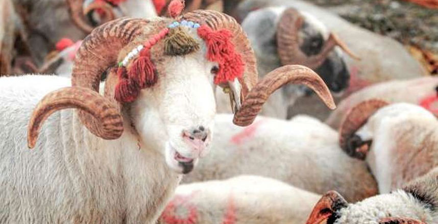  ما حكم شراء الأضحية بالتقسيط؟.. المفتي يجيب