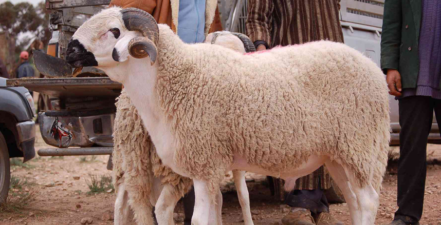 ما حكم الأضحية بالنسبة للمسافر عن بلده؟