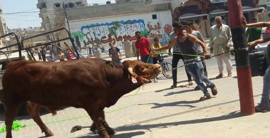 حكم ذبح الأضاحي في الشوارع والأماكن العامة