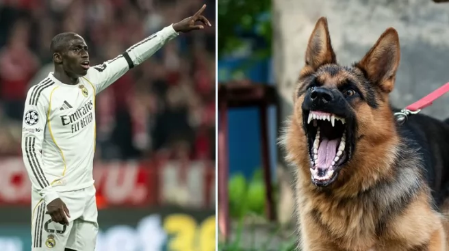 بسبب عضة كلب..لاعب ريال مدريد مهدد بالحبس 